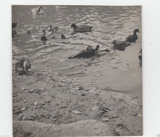 phony-weegee-ebay_02